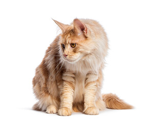 Fluffy Silver red Maine Coon cat is sitting and looking away down from the camera, isolated on white
