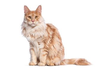 Obraz premium Silver red Maine Coon sitting and staring at the camera, isolated on white