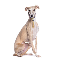 Beautiful whippet dog with a fancy blue and gold collar sitting on a white background