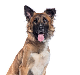 Malinois Collie, Mix border collie and a Malinois, isolated on white
