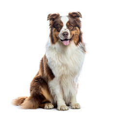 Panting Australian shepherd looking at the camera, isolated on white