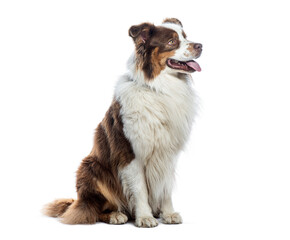 Side view of a Panting Australian shepherd sitting, panting and looking away, isolated on white
