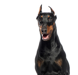 Doberman with cropped ears, sitting looking at the camera, isolated on white