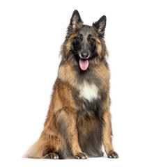 Tervuren, Belgian shepherd dog sitting on white background and panting