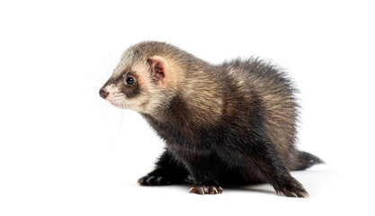 Young ferret side view walking and looking away on white background