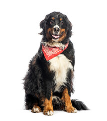 Bernese mountain dog wearing red bandana sitting and panting