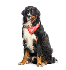 Bernese mountain dog wearing a red bandana sitting and panting