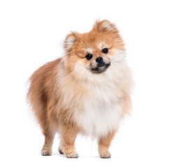 Obraz premium Cute pomeranian dog is standing and looking curious