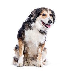 Border collie dog panting tongue out, sitting and looking away on white background