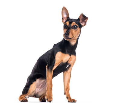 Mongrel sitting and looking away from camera on a white background one ear up