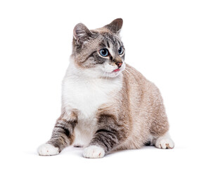 Blue eyed Kitten european shorthair cat looking away, isolated on white