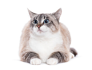 Obraz premium Grey and white Kitten european shorthair cat with blue eyes lying on the floor and looking up curiously