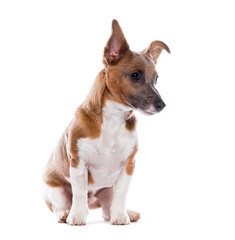 Jack russell terrier  sitting and looking down, isolated on white