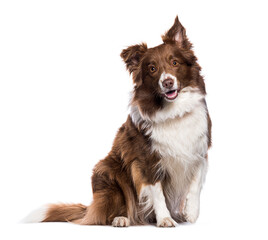 White and brown Border Collie looking at the camera panting, isolate don white