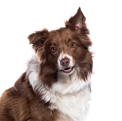 Head shot of a White and brown Border Collie looking at the camera