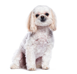 White Shih tzu looking at camera, isolated on white