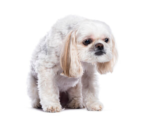 Small white Shih tzu dog sitting on white background and looking sad