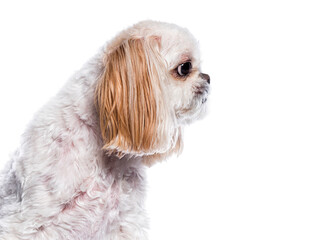 Head shot side view of a Shih tzu dog in profile, looking right, isolated on white