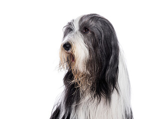Head shot of a Bearded Collie looking up, isolated on white