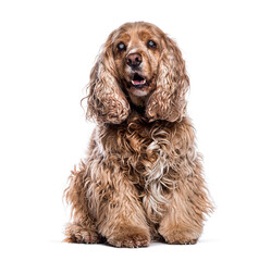 Old Senior, greying and blind English Cocker Spaniel sitting, isolated on white