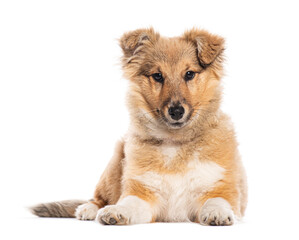 Four months old puppy Shetland Sheepdog, isolated on white