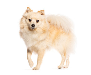 Obraz premium Spitz dog walking and looking curious on a white background