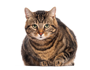 Tabby European shorthair cat lying and staring with piercing green eyes on white background