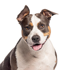 Head shot of a Staffordshire Bull Terrier panting looking at the camera, isolated on white