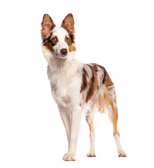 Red merle Cross breed with a border collie standing and looking away from the camera