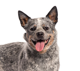 Australian cattle dog panting sticking its tongue out and panting after playing outside
