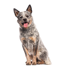 Happy australian cattle dog sitting and panting  tongue out on white background