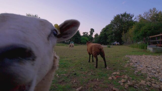 Farm animals in summer late evening UK Europe