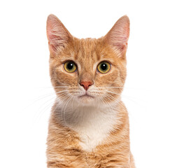 Ginger cat is posing for a portrait on a white background