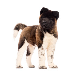 Obraz premium Young American akita puppy standing, isolated on white