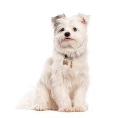 Fluffy white Yorkie pom or Yoranian, is a mix between a Pomeranian and a yorkshire terrier, isolated on white