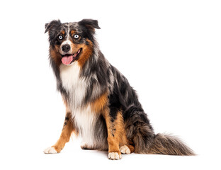 Australian shepherd dog sitting and panting on white background