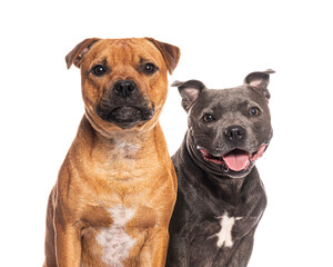 Heads of Two staffordshire bull terrier dogs sitting side by side, one panting with its tongue out and look happy