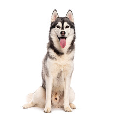 Siberian husky dog sitting panting with its tongue out, isolated on white