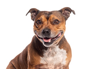 Head shot of a Staffordshire bull terrier panting happily with its mouth open