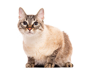 Crossbreed domestic cat sitting and looking at camera on white background