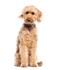 Goldendoodle, Mix a Golden Retriever and a poodle, sitting, looking at the camera and wearing a dog collar, isolated on white