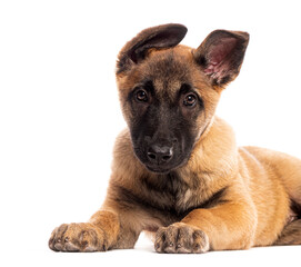 Adorable Two months old belgian shepherd puppy dog lying on the floor and looking with an attentive expression
