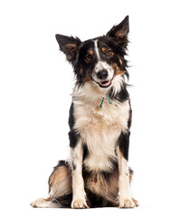 Happy border collie dog sitting and looking with open mouth on white background