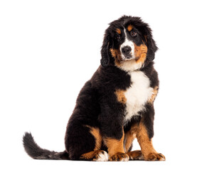 Bernese mountain dog puppy sitting and looking forward