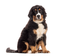 Four months old Bernese mountain dog puppy sitting and looking at camera on white background