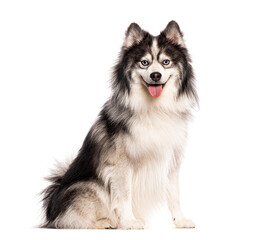 Pomsky panting, design dog, Husky crossed with a spitz, sitting, panting tongue out and looking at camera, isolated on white