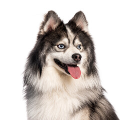 Pomsky panting, design dog, Husky crossed with a spitz, panting with tongue out and looking away, isolated on white