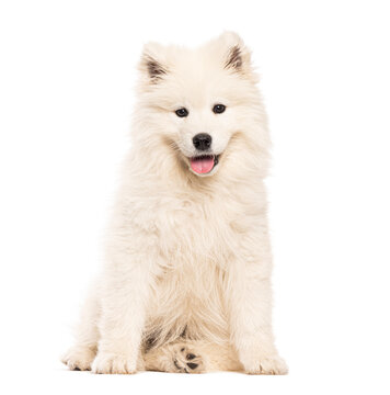 portrait of a sitting Samoyed puppy panting and looking at the camera, isolated on white