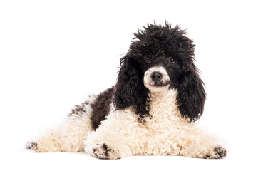 Black and white poodle lying on the floor and looking forward at the cameraon a white background
