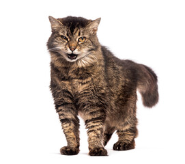 Frowning old tabby cat standing and showing teeth